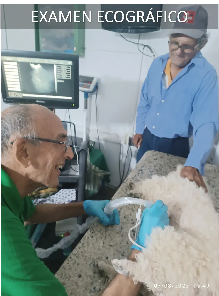 Ginecología